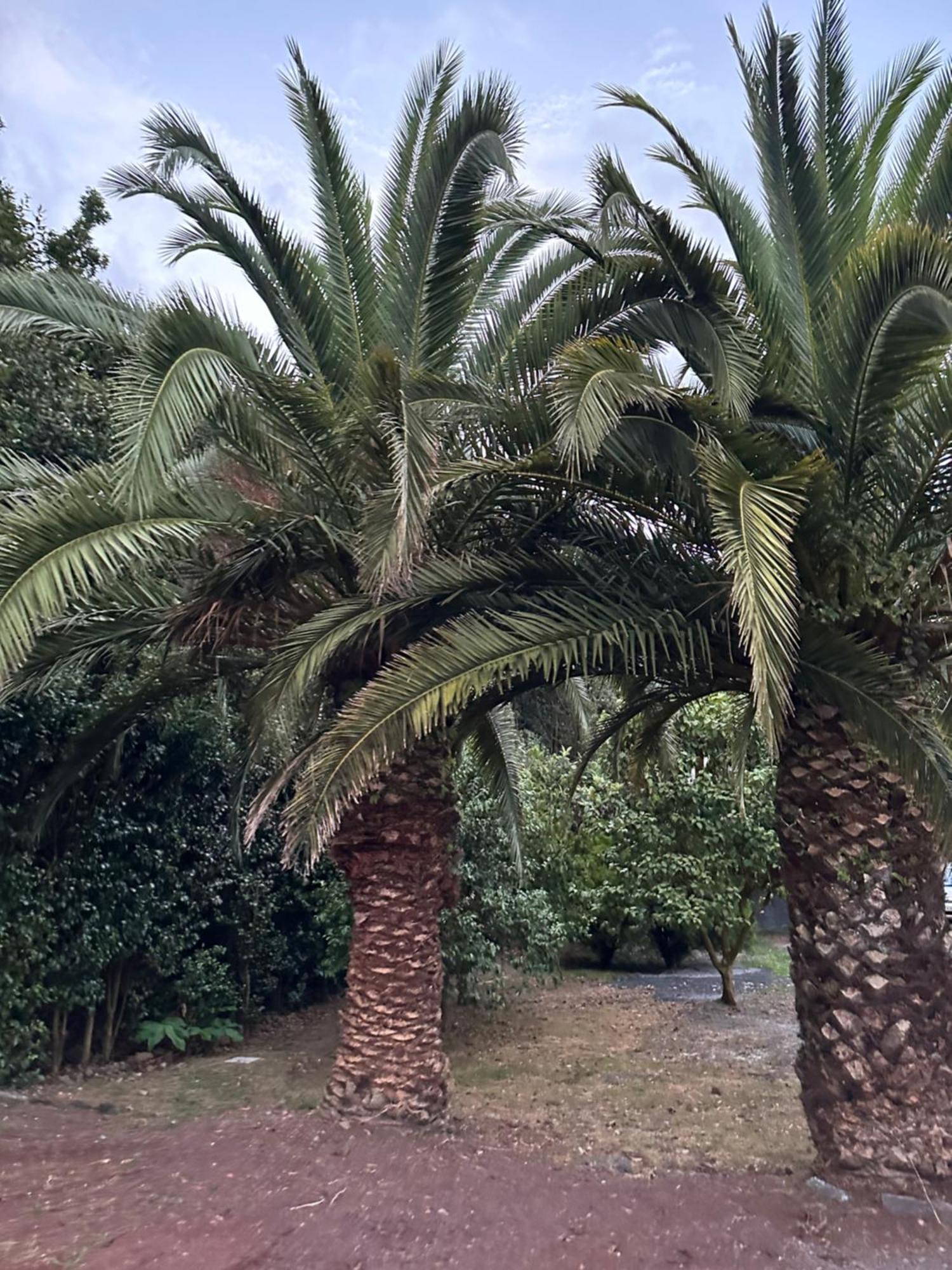 Azores Casa Da Mata Wellness Spa São Vicente Ferreira Dış mekan fotoğraf